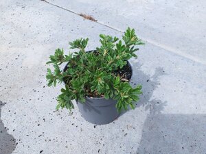 Potentilla f. 'Tilford Cream' geen maat specificatie cont. 1,3L