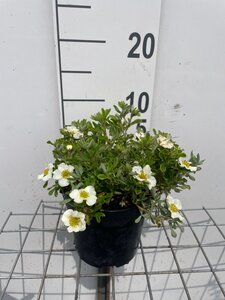Potentilla f. 'Tilford Cream' geen maat specificatie cont. 1,3L - afbeelding 2