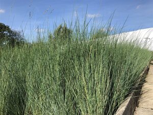 Poa labillardierei geen maat specificatie 0,55L/P9cm