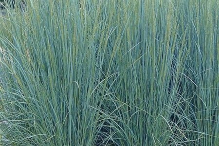 Poa labillardierei 'Glauca' geen maat specificatie 0,55L/P9cm