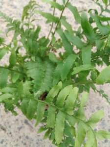 Polystichum munitum geen maat specificatie 0,55L/P9cm - afbeelding 2