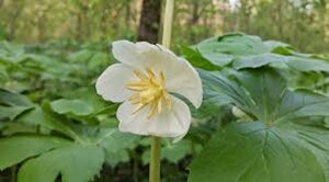Podophyllum peltatum geen maat specificatie 0,55L/P9cm