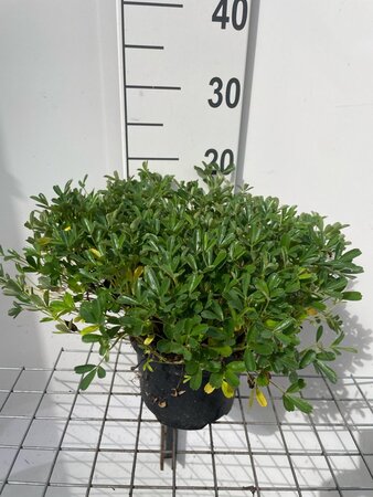 Potentilla tridentata 'Nuuk' geen maat specificatie cont. 3,0L - afbeelding 3