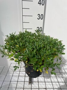 Potentilla tridentata 'Nuuk' geen maat specificatie cont. 3,0L - afbeelding 3