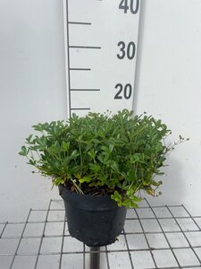 Potentilla tridentata 'Nuuk' geen maat specificatie cont. 3,0L
