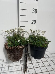 Potentilla tridentata 'Nuuk' geen maat specificatie cont. 3,0L - afbeelding 2