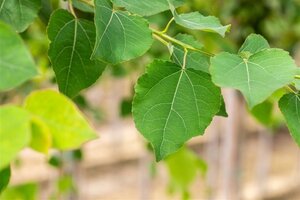 Populus tremula 12-14 Hoogstam wortelgoed 2 X verplant