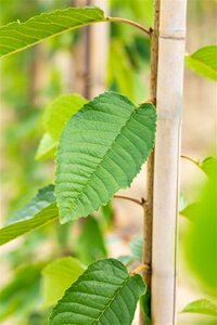 Prunus a. 'Big. Blanc et Rose' 30-35 Hoogstam draadkluit 4 X verplant