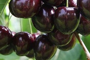 Prunus a. 'Bigarreau Burlat' 6-8 Halfstam BAG - afbeelding 2