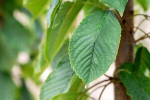Prunus a. 'Bigarreau Burlat' dubbele U met rek wortelgoed