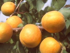 Prunus ar. 'Bergeron' 1jr. A kwal. wortelgoed struik