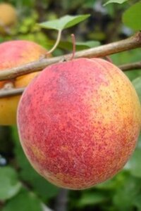 Prunus ar. 'Bergeron' 2jr. A kwal. wortelgoed struik - afbeelding 2