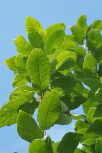 Prunus a. 'Bigarreau Napoléon' (=Gr. Prinzessinkirsche) dubbele U met rek wortelgoed