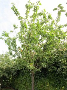 Prunus a. 'Bigarreau Napoléon' (=Gr. Prinzessinkirsche) dubbele U met rek wortelgoed - afbeelding 3