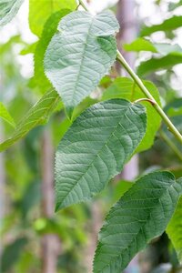 Prunus a. 'Bigarreau Noir'=Varikse Zwarte=Zwarte kraker 10-12 Halfstam wortelgoed