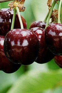Prunus a. 'Bigarreau Reverchon' 8-10 Halfstam wortelgoed