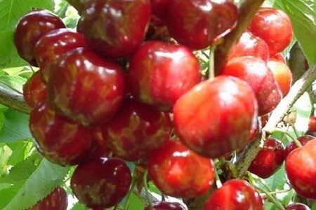 Prunus a. 'Castor' 12-14 Hoogstam wortelgoed 2 X verplant