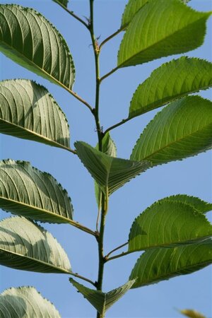 Prunus 'Accolade' 40-60 cm wortelgoed 5-8 tak struik - afbeelding 2
