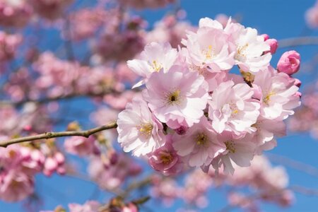 Prunus 'Accolade' 40-60 cm wortelgoed 5-8 tak struik - afbeelding 4