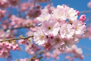 Prunus 'Accolade' 40-60 cm wortelgoed 5-8 tak struik - afbeelding 4