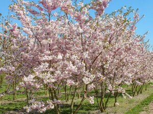Prunus 'Accolade' 40-60 cm wortelgoed 5-8 tak struik - afbeelding 6