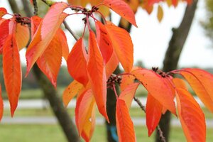 Prunus 'Accolade' 40-60 cm wortelgoed 5-8 tak struik - afbeelding 8