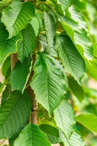 Prunus a. 'Hedelf. Riesenkirsche' dubbele U met rek wortelgoed
