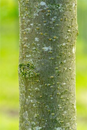 Prunus a. 'Hedelf. Riesenkirsche' dubbele U met rek wortelgoed - afbeelding 5