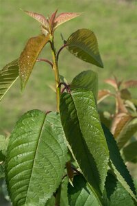 Prunus a. 'Kordia' dubbele U met rek wortelgoed - afbeelding 2