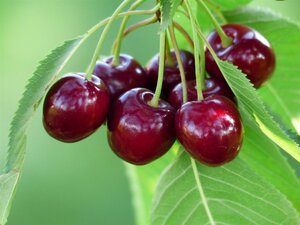 Prunus a. 'Kordia' halfstam wortelgoed leiboom 3 etages