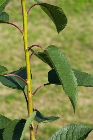 Prunus a. 'Kordia' halfstam wortelgoed leiboom 3 etages - afbeelding 4