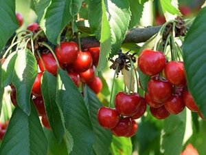 Prunus a. 'Lapins' 12-14 Hoogstam wortelgoed 2 X verplant - afbeelding 2
