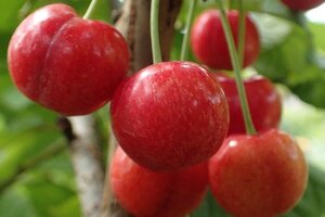 Prunus a. 'Lapins' dubbele U met rek wortelgoed