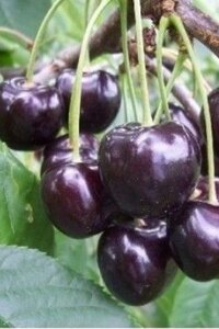 Prunus a. 'Regina' (middel) laagstam wortelgoed leiboom rek