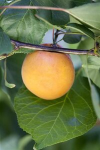 Prunus armeniaca 1jr. A kwal. wortelgoed struik