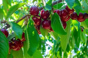 Prunus a. 'Stella' 6-8 Halfstam wortelgoed