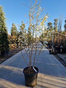 Prunus 'The Bride' 175-200 cm cont. 35L meerstammig