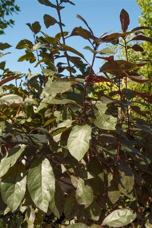Prunus cistena 40-60 cm wortelgoed struik - afbeelding 3
