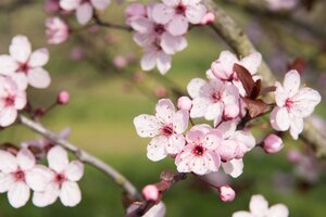Prunus cer. 'Nigra'= 'Pissardii' geen maat specificatie wortelgoed 3-5 tak struik