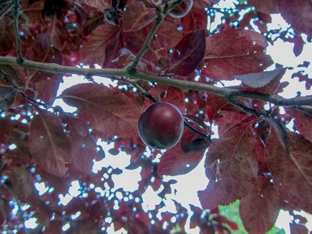 Prunus cer. 'Nigra'= 'Pissardii' geen maat specificatie wortelgoed 3-5 tak struik - afbeelding 10