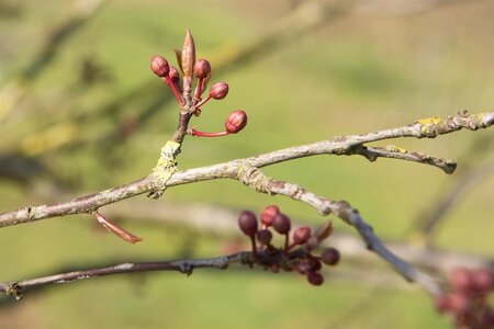Prunus cer. 'Nigra'= 'Pissardii' geen maat specificatie wortelgoed 3-5 tak struik - afbeelding 8