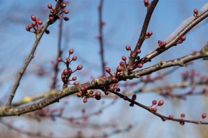 Prunus cer. 'Nigra'= 'Pissardii' geen maat specificatie wortelgoed 3-5 tak struik - afbeelding 4