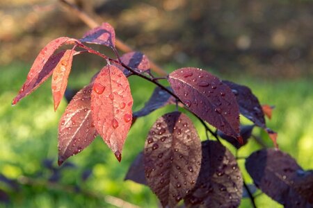 Prunus cer. 'Nigra'= 'Pissardii' geen maat specificatie wortelgoed 3-5 tak struik - afbeelding 3