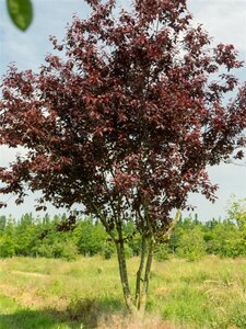 Prunus cer. 'Nigra'= 'Pissardii' geen maat specificatie wortelgoed 3-5 tak struik - afbeelding 2