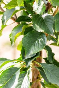 Prunus c. Schattenmorelle = Noordkriek 12-14 Hoogstam draadkluit 2 X verplant