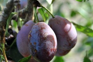 Prunus d. 'Altesse Double' 14-16 Hoogstam draadkluit 2 X verplant