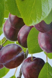 Prunus d. 'Anna Späth' 16-18 Hoogstam draadkluit 3 X verplant
