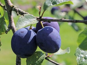Prunus d. 'Anna Späth' dubbele U met rek wortelgoed