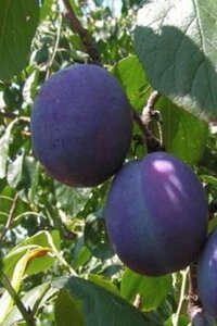 Prunus d. 'Bleue de Belgique'=Belgische Blauwe dubbele U met rek wortelgoed