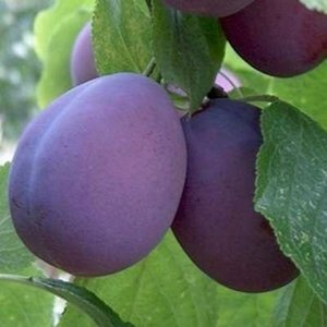 Prunus d. 'Belle de Louvain' dubbele U met rek wortelgoed